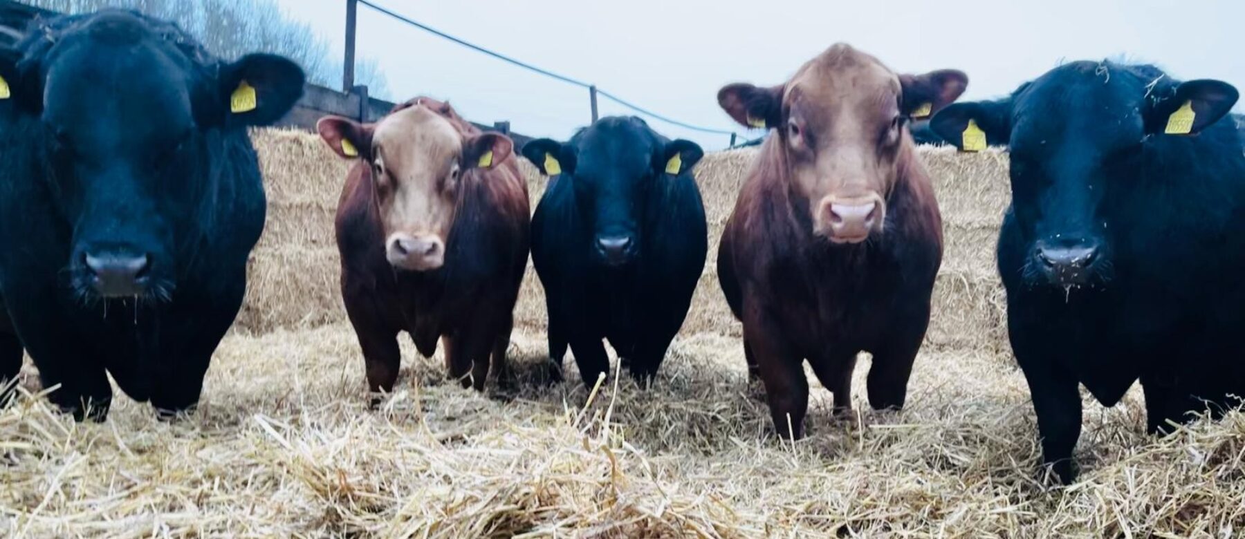 Givendale Stabiliser Bulls for sale