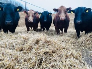 Givendale Stabiliser Bulls for sale