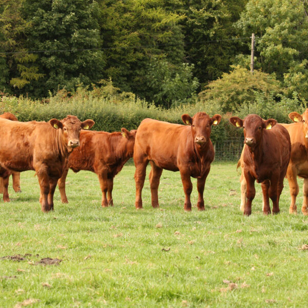 Stabiliser Cattle at Givendale