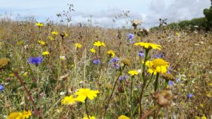 Wildflowers on field margins at JSR Farms