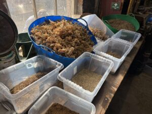 Wildflower seeds collected by JSR Ecology team