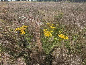 Tansy growing in JSR's Chalk Stream Sanctuary