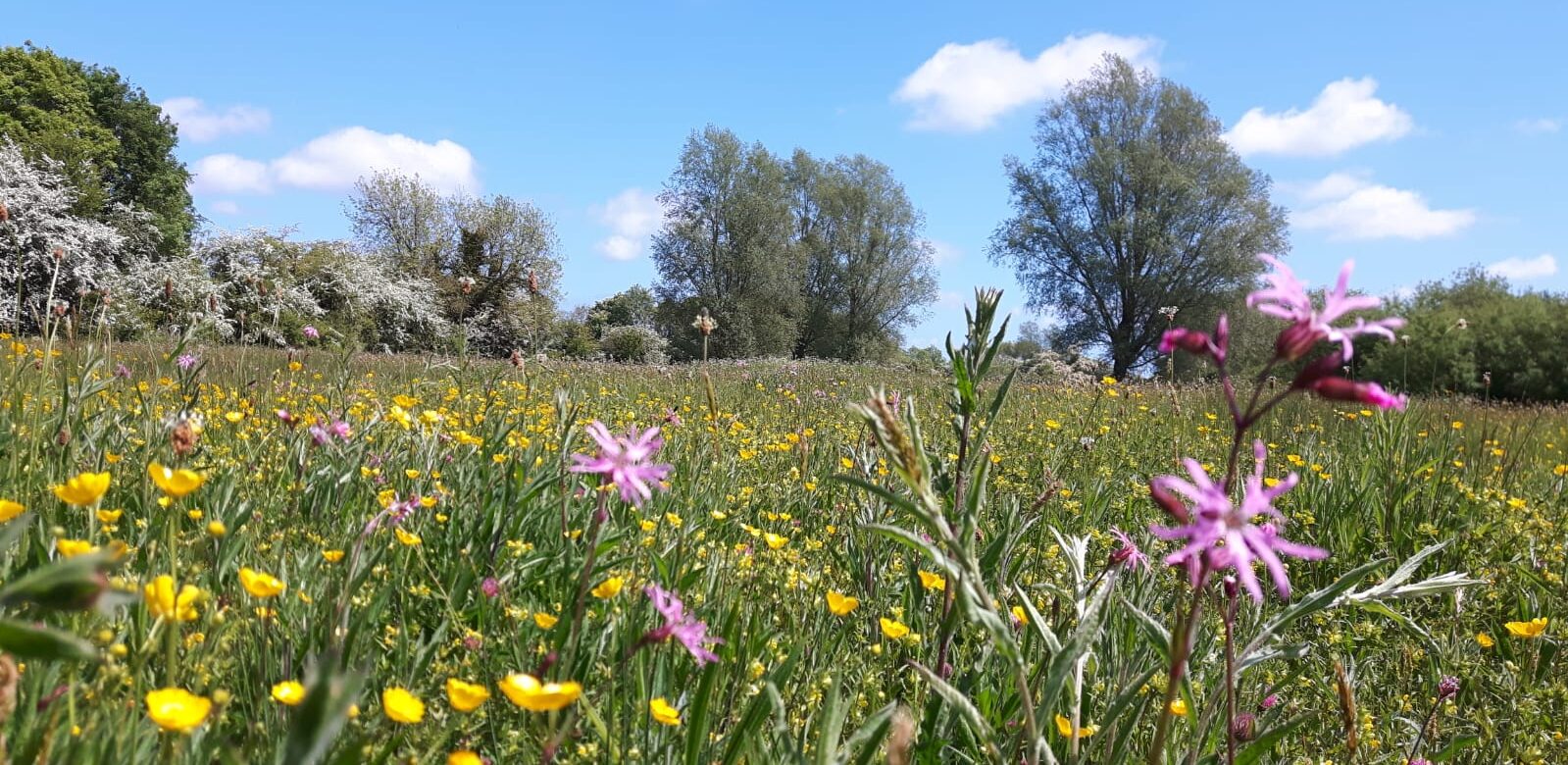 Wildflower meadow at JSR aiding BNG