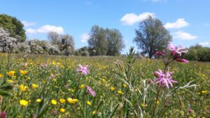 Wildflower meadow at JSR aiding BNG
