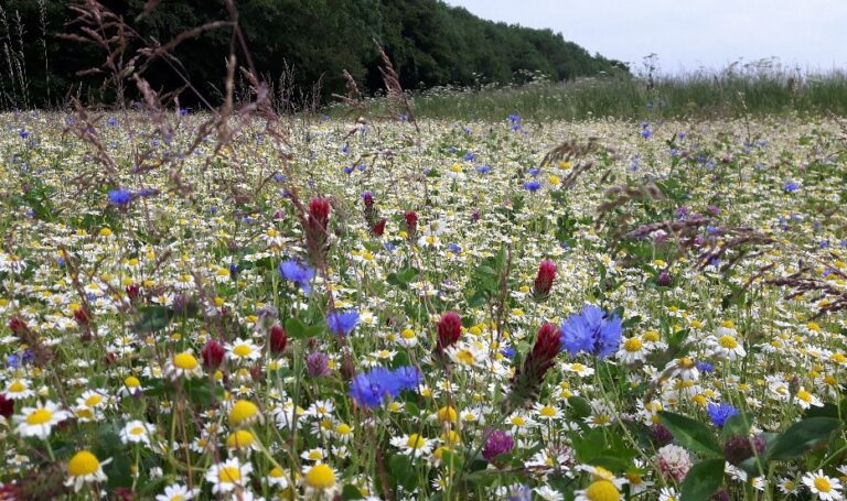 JSR Wild Flower Meadow