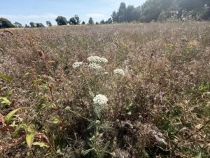 Yarrow growing in JSR's Chalk Stream Sanctuary